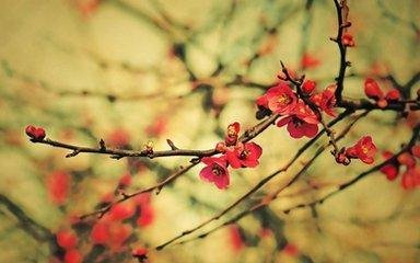 东坡引·陇头梅半吐