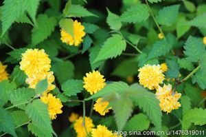 南乡子（咏棣棠菊）