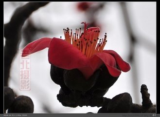 减字木兰花·灯前初见
